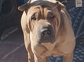 Rehome