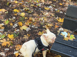 Pink frenchie