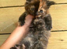 Tabby kittens x3