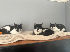 3 cats for rehoming