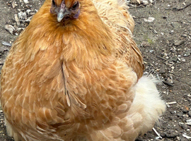Eggs laying hens and cockerel for sale.