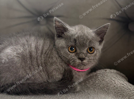 Stunning British short haired female kitten