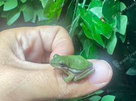 American green tree frog