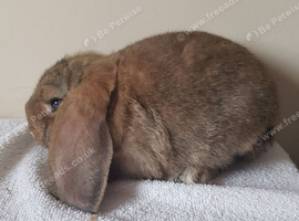 Baby German Lop Buck