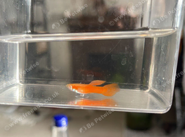 Full Red Albino Guppy pair
