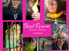 Parrots, Conures, Cockatiels Welcome At My Bird Rescue!