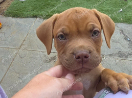 Cane-corso mix pups