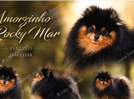BLACK & ORANGE POMERANIAN STUD NATURAL ONLY