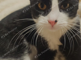 Tuxedo male Kitten