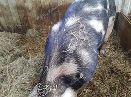 Breeding boar