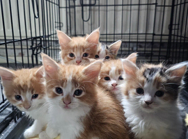 Beautiful mixed Kittens