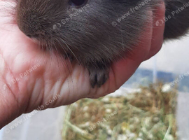 Baby boy guinea pigs available