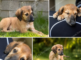 beautiful red saluki greyhound puppy