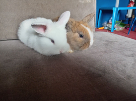 2 mini lion lop does ready 5th july
