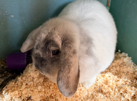 4 xBucks  LionHeads