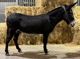 Bob the super lovely kind natured donkey gelding