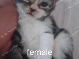 5 kittens needing a home