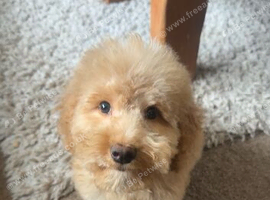 Cockapoo puppy for sale