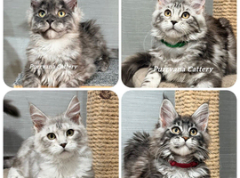 TICA registration Maine coon kittens Ready Now
