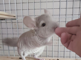 Lovely Chinchilla kit available for a loving home
