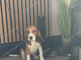Beagle Pups Northern Ireland