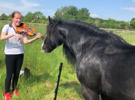 Winston-13.2hh cob