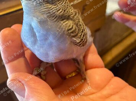 Baby budgies