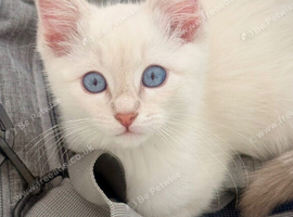 Rare Lilac Ragdoll Kitten &ndash; Blue Eyes & Gentle Temperament