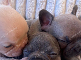 Lilac/cream,platinum & fawn frenchie puppies