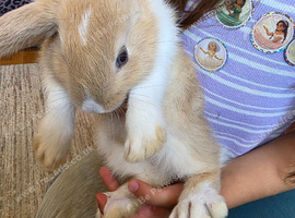 Bunnies