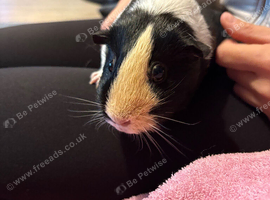 3 Guinea pigs looking for a new home