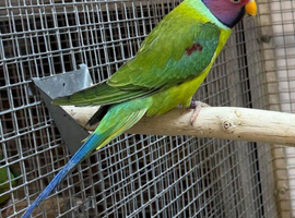 Stunning Male Plumhead Parrot
