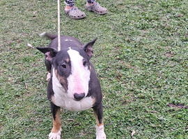 English bullterrier female