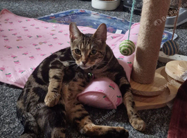 Bengal cross girl