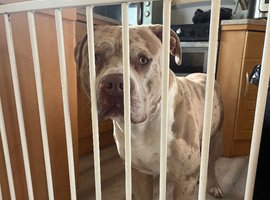 LOOKING FOR TYSONS BREEDER