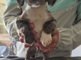Cocker spaniel pups