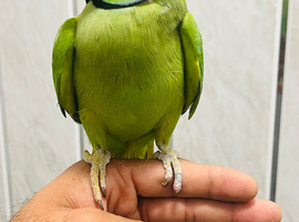 Baby green ring neck talking Parrot