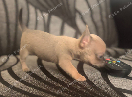06/08/26 XXS pedigree Chihuahua puppies blue/lilac colours 1 girl left