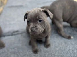 Amazing KC Registered Blue Staffordshire Bull Terrier