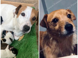 Beautiful Mixed Litter Jack Russel X Border Terrier