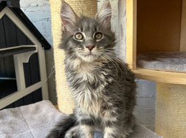 Giant XL Maine Coon kittens Tica reg