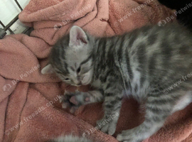 Kittens