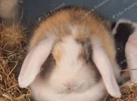 Mini lop rabbits available on the 21/07/2021