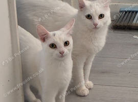 1year old female Turkish angora