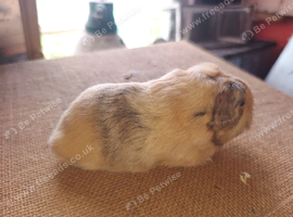 Available to reserve sows ( girls)
