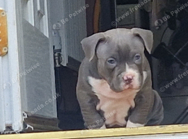 American pocket bully