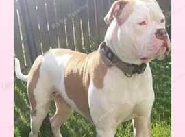 (CHAMP) American bulldog