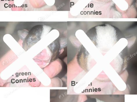 7 miniature jack russells