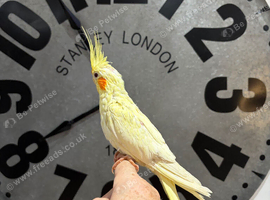 Cockatiel