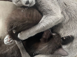 Russian Blue Cross Kittens  1 Boy 1 Girl